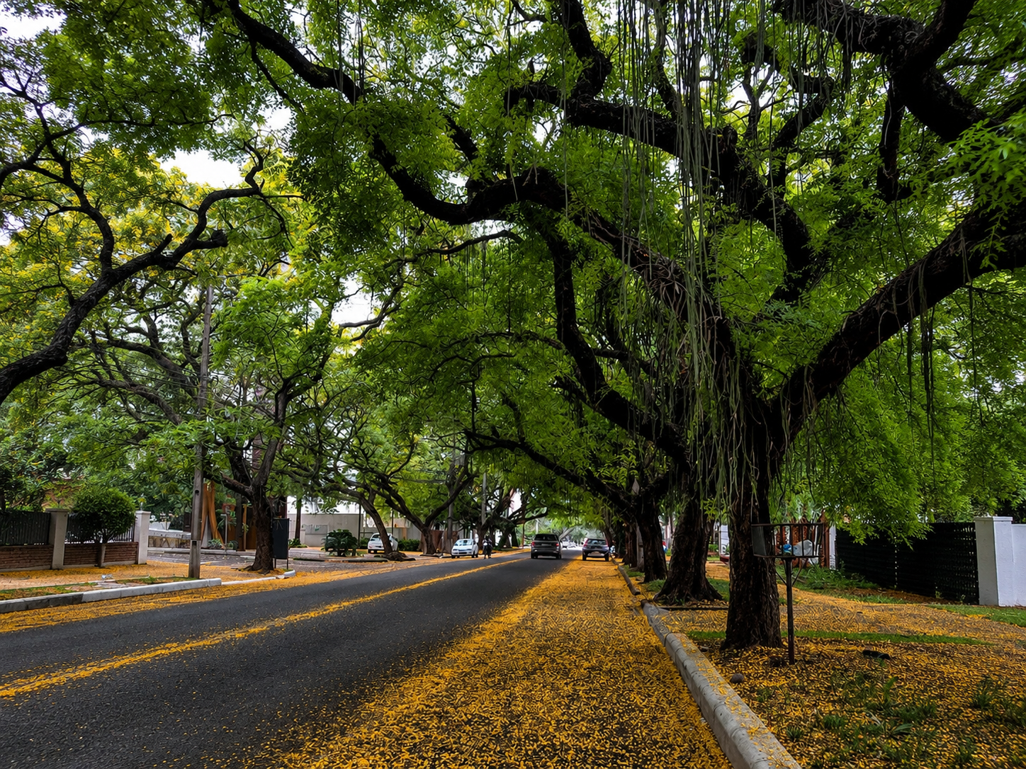 Imagem de Avenida Pedro Basso – Túnel Verde