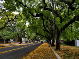Imagem de Avenida Pedro Basso – Túnel Verde