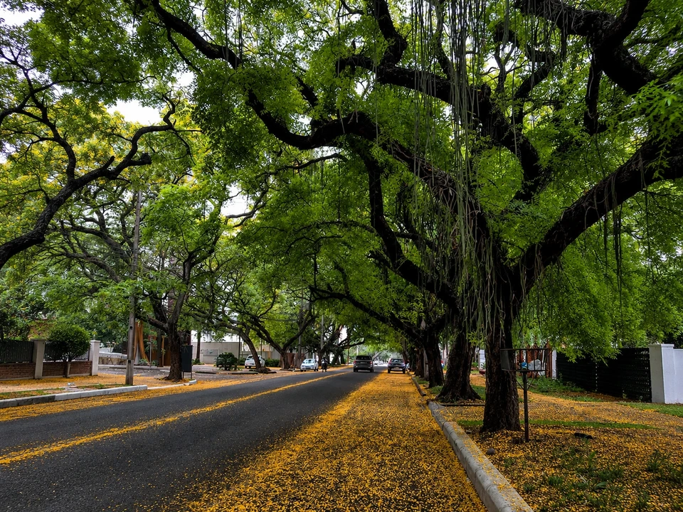Avenida Pedro Basso – Túnel Verde, em Foz do Iguaçu